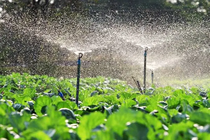 Aspersores de baja altura regando una plantación de hortalizas