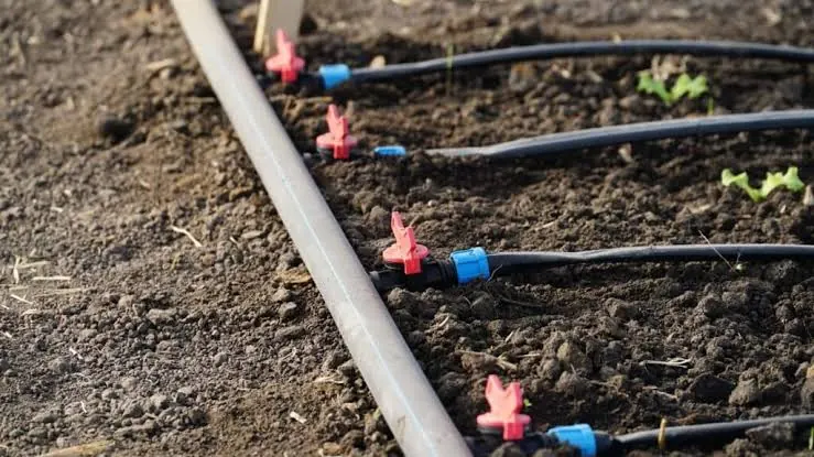 Matriz de riego con laterales de goteo saliendo hacia las hileras de un huerto