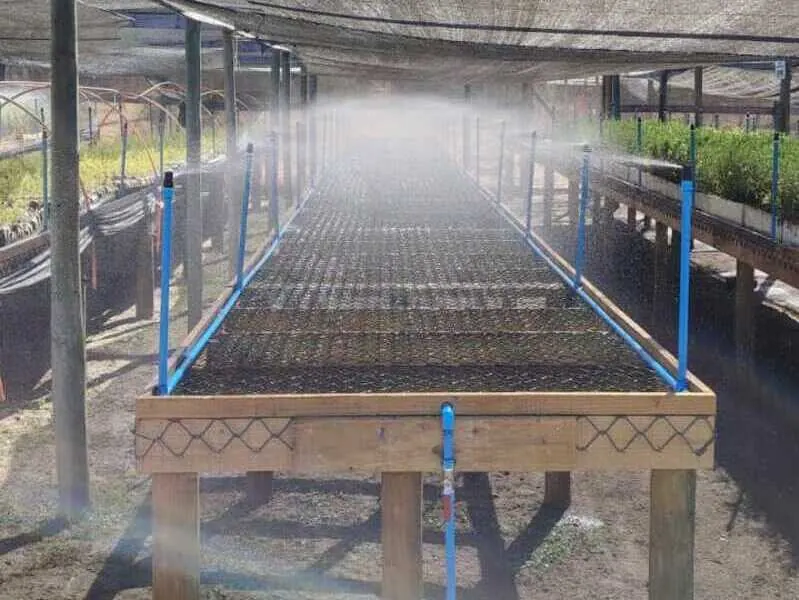 Vivero con mesones de almácigos bajo nebulización